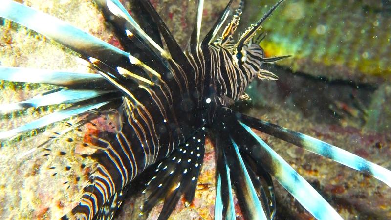 Pesce scorpione, cosa fare se si viene punti? La scoperta dell’acqua calda