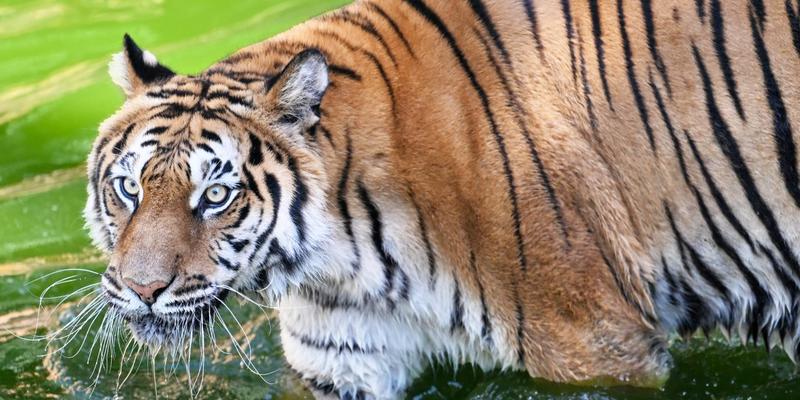 Tiger tötet Pfleger im Biblischen Zoo