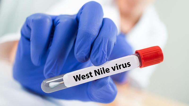 West Nile in Lombardia, Codacons denuncia la Regione: gestione inadeguata. E chiede di potenziare la lotta contro il virus