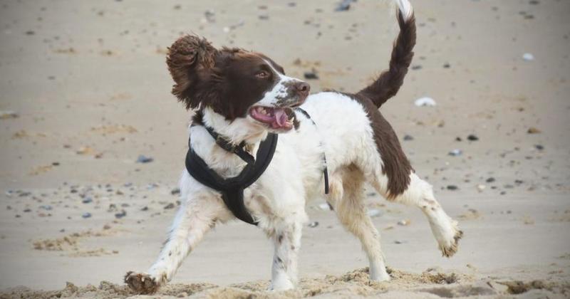 North Norfolk beach named among best seaside spots for dogs