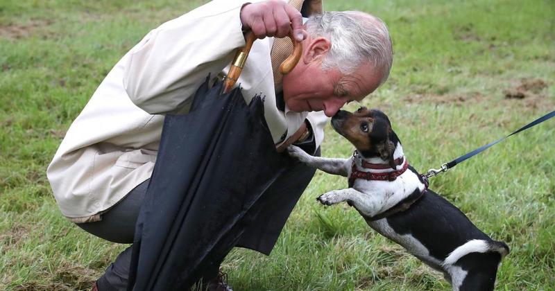 King Charles launches range of tweed coats - for dogs