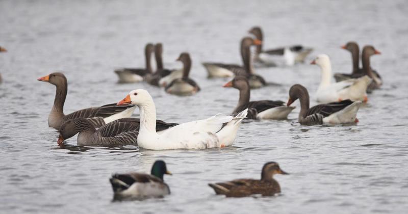 Ducks found dead next to mystery white powder