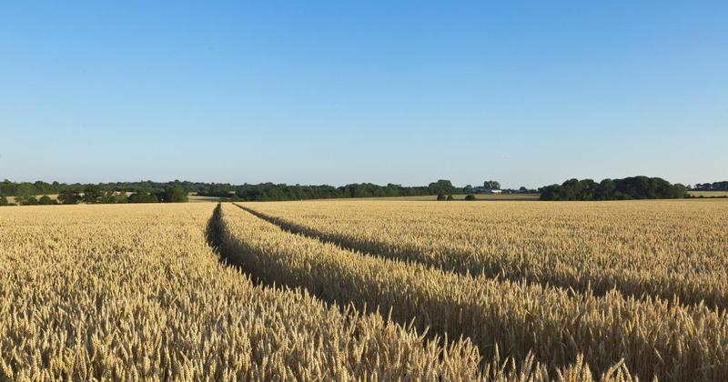 East Anglia's prime farmland falls in value by 5.5% to £9,368 an acre