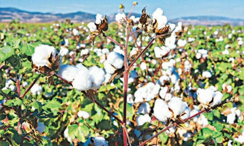 Ginners to enforce moisture rules