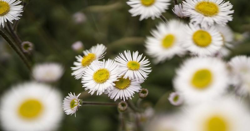 My View: Native plants offer complex rewards to pollinators and humans