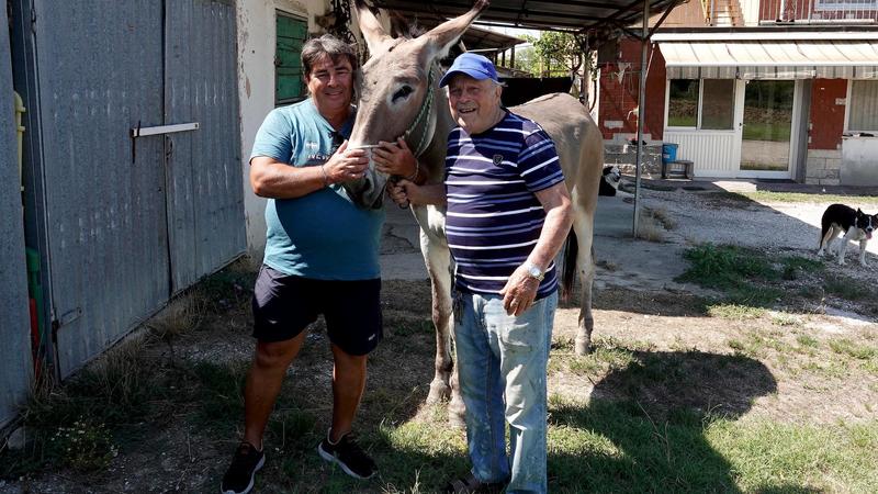 Agricoltore attaccato dai lupi: “Ho difeso il bestiame e mi hanno inseguito fino a casa”