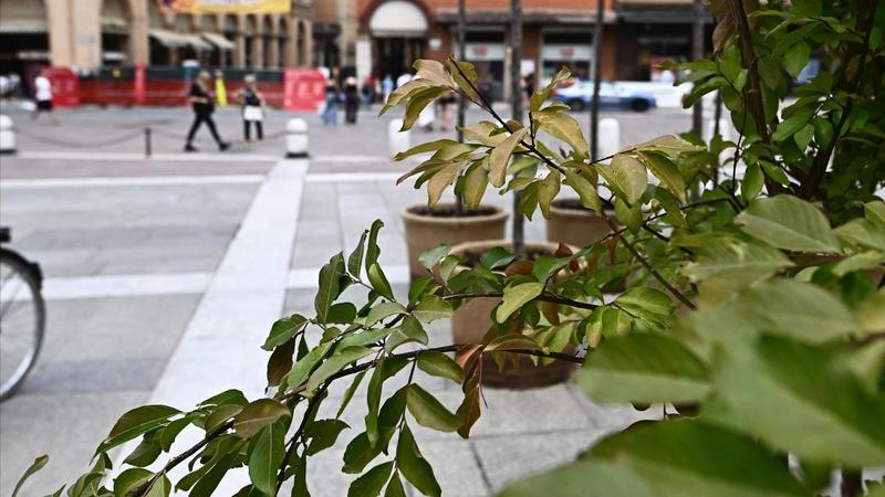 Gli alberi in centro storico: 