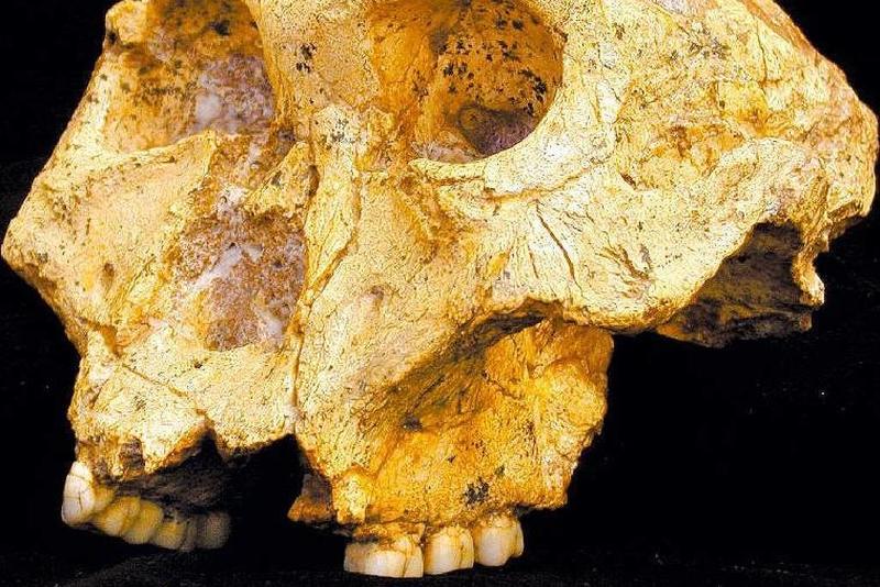 Ancestrais do homem mostram que, na evolução, você é o que come