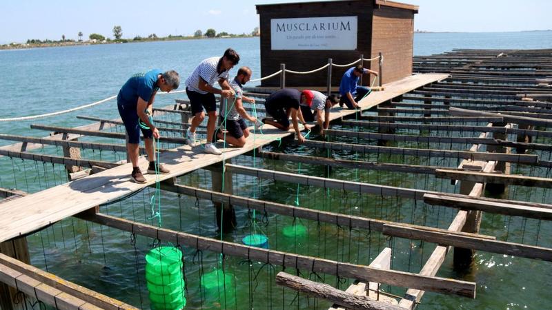 El delta del Ebro empieza a criar la primera ostra catalana para no depender solo del mejillón