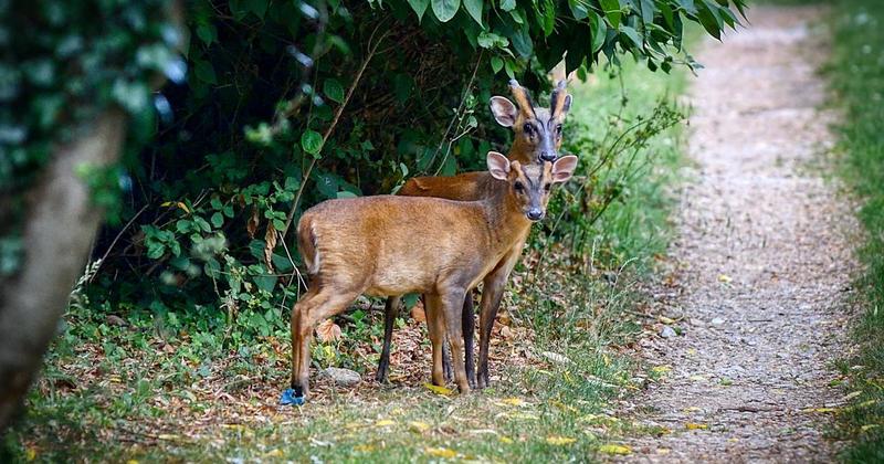 Deer win battle over village allotments