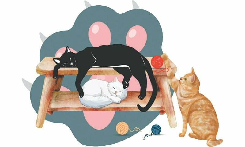 Pets: Cats are more than meows