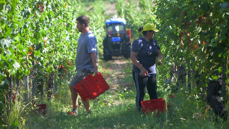 Franciacorta, vendemmia record. Ma i dazi frenano l’entusiasmo