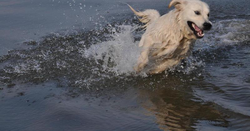 Pollution warnings over dogs swimming in Norfolk rivers