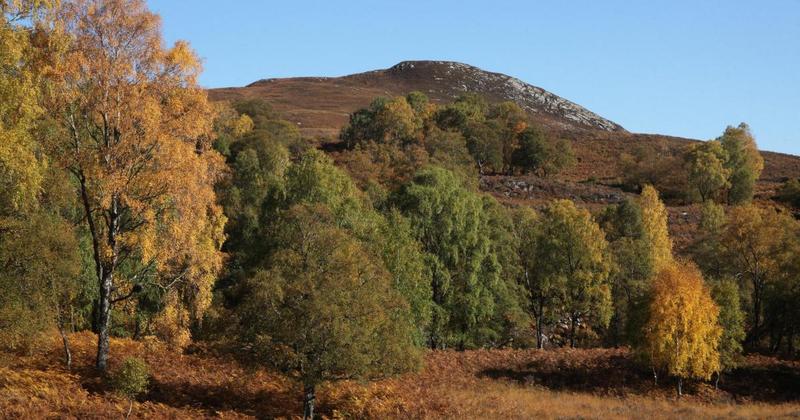 The remarkable estate that could solve Scotland's problem with trees I recently had the good fortune to holiday in one of the Greek islands and what struck me was how lush it was with trees blanketing the entire landscape where there wasn’t a hotel or road. 