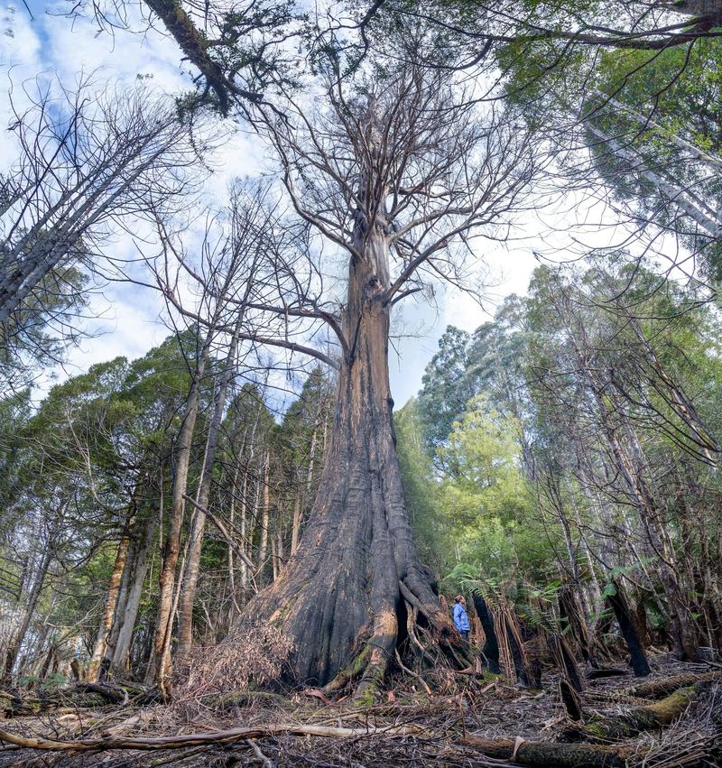 5 ingenious things trees do that human designers can learn from