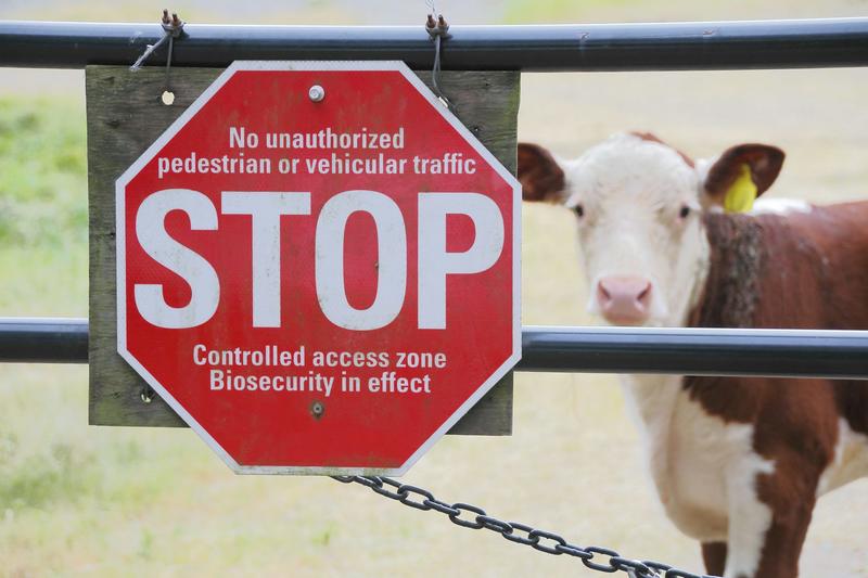 Foot-and -mouth disease would devastate Australia’s graziers if it got in. Here’s how a new vaccine might help