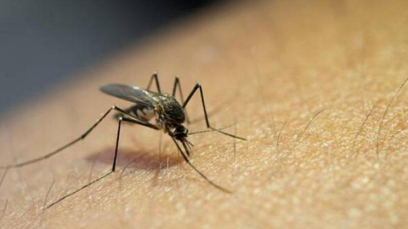 West Nile, c'Ã¨ la sesta vittima in Campania: morto 79enneÂ con patologie pregresse