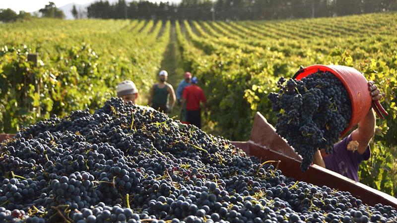 Vini, vendemmia 2025 in anticipo. Da Emilia Romagna e Marche segnali incoraggianti