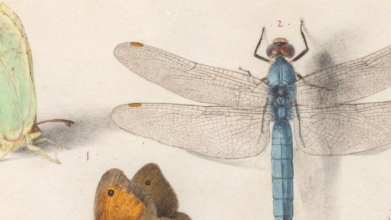Joris Hoefnagel: the artist who painted bugs like jewels