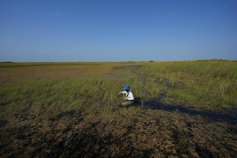 National parks are key conservation areas for wildlife and natural resources