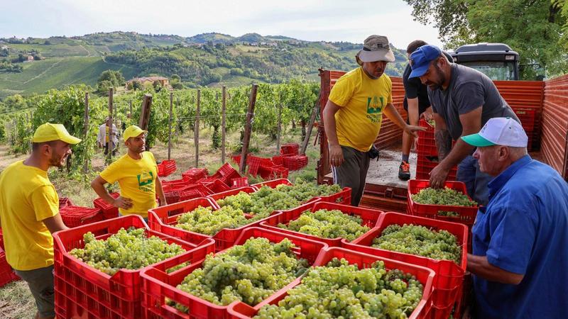 Il caldo anticipa la vendemmia, ad Oliva Gessi si raccolgono le uve per lo spumante