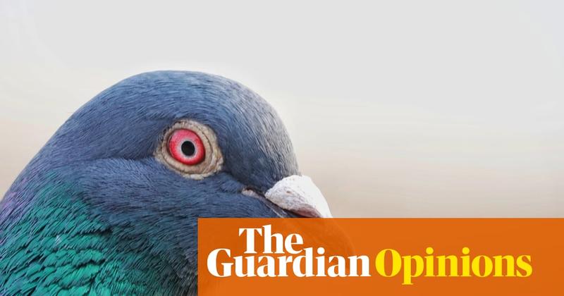 We once loved pigeons. We might not remember that, but they do