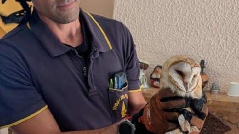 Correggio, barbagianni liberato da canna fumaria