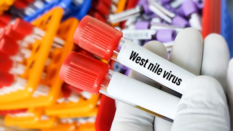 West Nile in Campania, sette vittime. La Asl di Caserta: Â«Da oggi al via trattamento larvicida per le zanzareÂ»