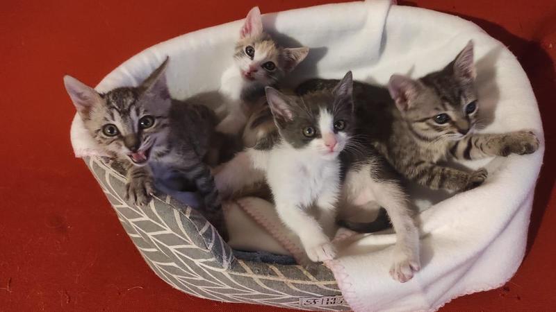 Migliaia di utenti condividono video di gatti torturati: l'inchiesta della Bbc che ha sconvolto il mondo