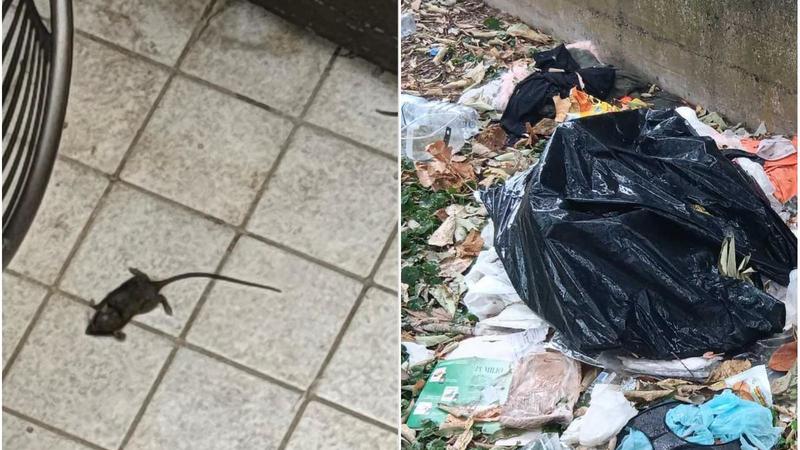 Rifiuti abbandonati, la denuncia: 