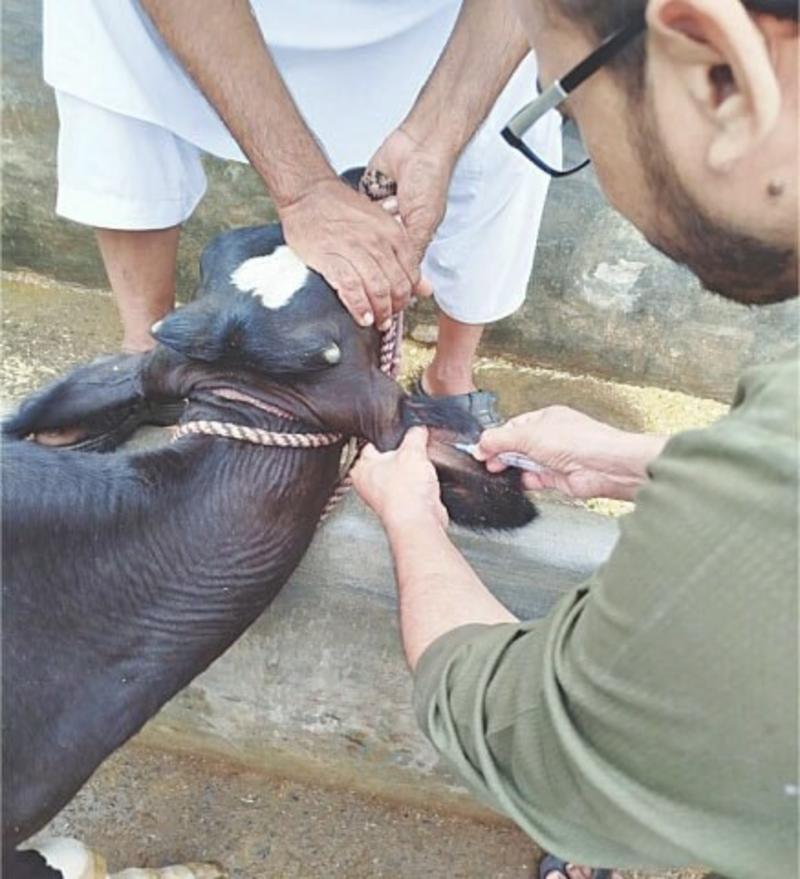 LIVESTOCK: PUNJAB’S CATTLE CRISIS