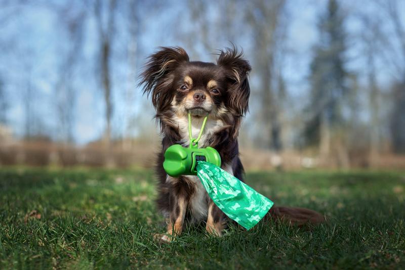 What your pet’s poo can reveal about the spread of antibiotic-resistant superbugs