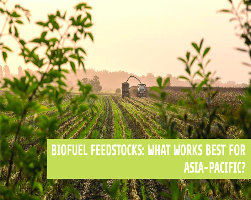 Biofuel Feedstocks: Current Status, Policies, and the Need for Reform