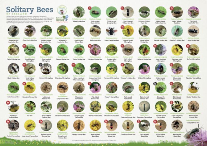 Opinion: Forget 'save the honeybees', there are so many other bees in dire need of help