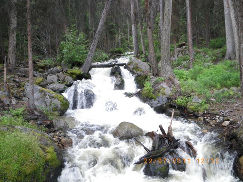 Forest emissions soaring