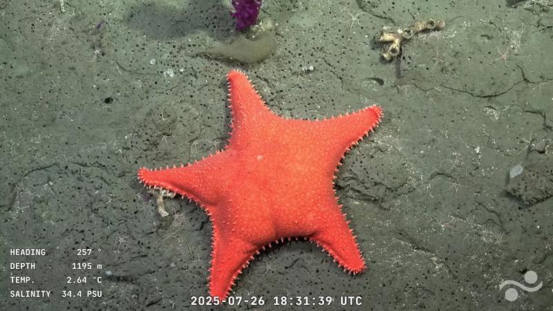 A star (fish) is born: Underwater stream enthrals Argentines with deep sea discoveries