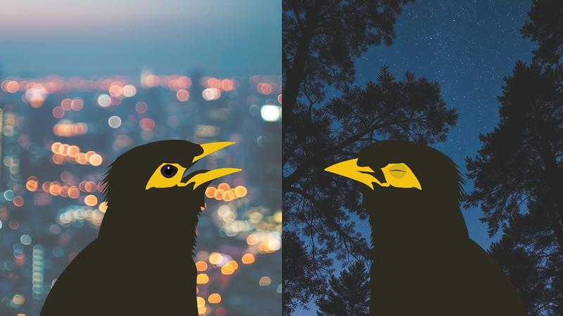 Sleepy birds, quiet dawns: how noisy, bright city nights disrupt and change birdsong