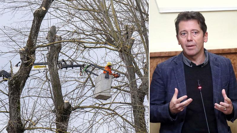 Alberi abbattuti in città, oltre 300 da inizio anno. FdI: “Così è uno scempio”