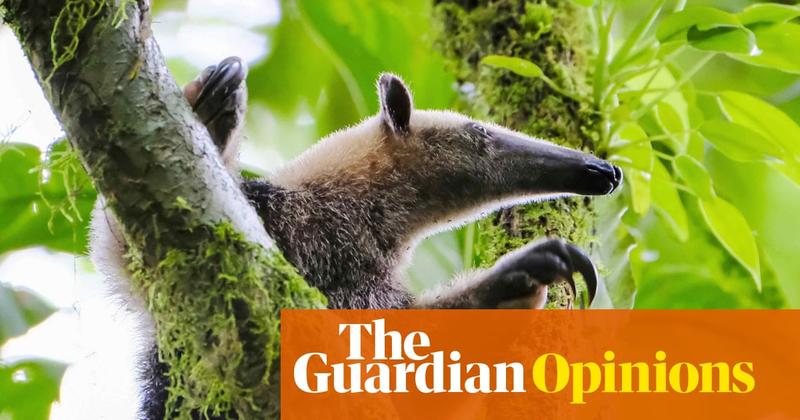 Animals keep evolving into anteaters. Could this be the future of humanity?