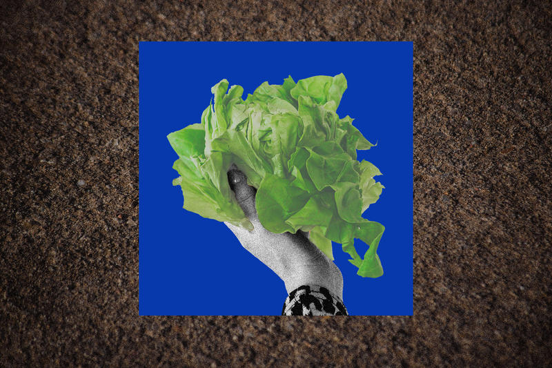 Fresh Lettuce in the Yukon? Believe It