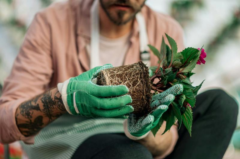 Nature’s underground engineers: how plant roots could save harvests from drought