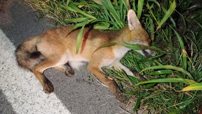 Volpe investita da un’auto: la pattuglia della polizia e i veterinari del Wwf le salvano la vita