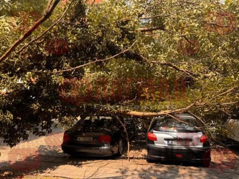 Изгнило дърво падна върху два паркирани автомобила в Бургас