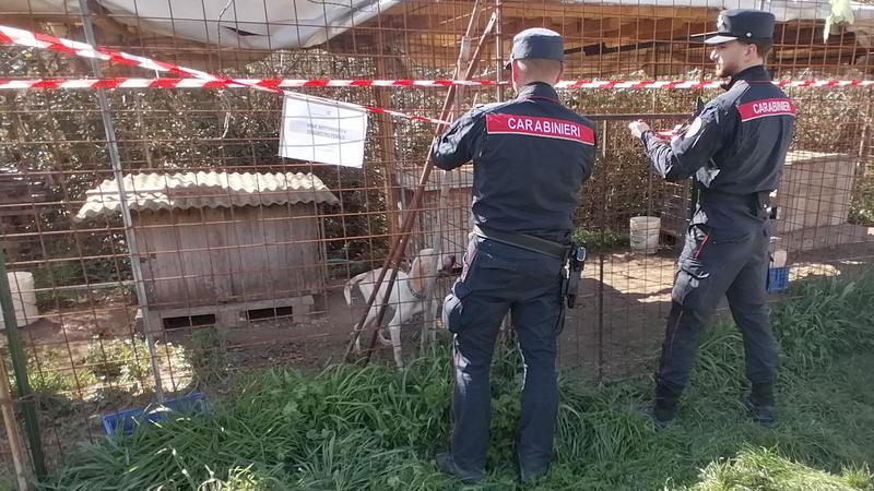 Cani malati e nutriti solo con pane secco, uno morto: proprietario denunciato