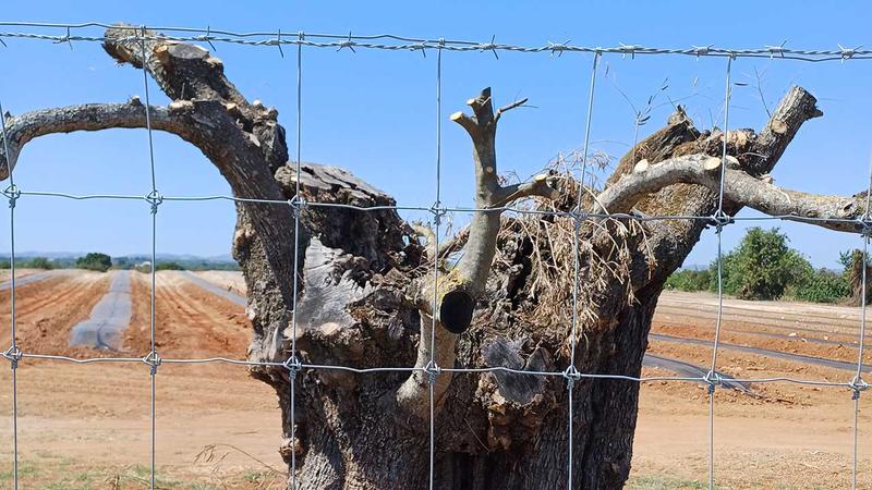 Algarve: Paisagem de sequeiro mediterrânica ou paisagem intensiva tropical?…