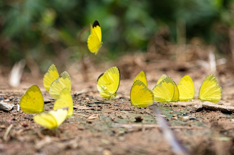 Butterflies, beetles and other tropical insects are being devastated by climate-fuelled El Niño events