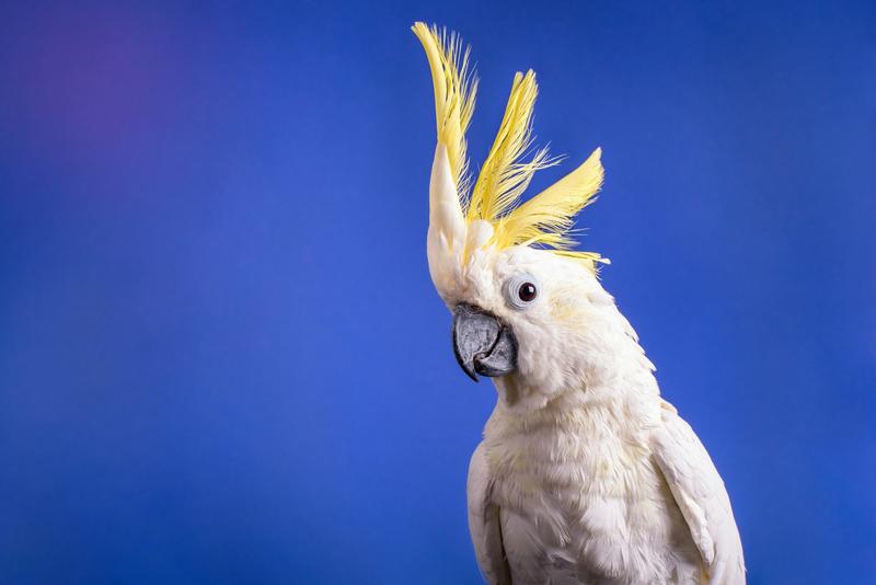 Body rolls and headbanging: we found cockatoos have 30 different dance moves
