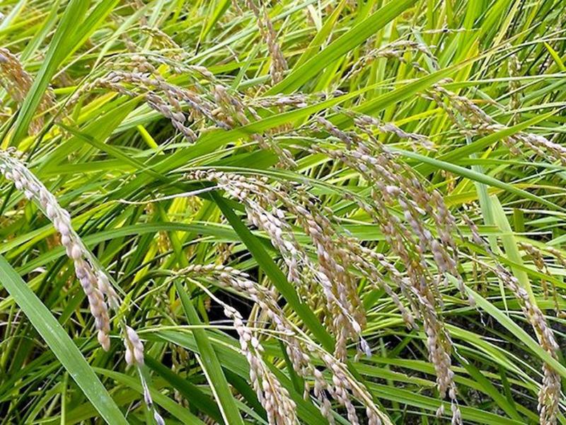 VOX POPULI: Abrupt swerve in the government’s rice policy is unnerving