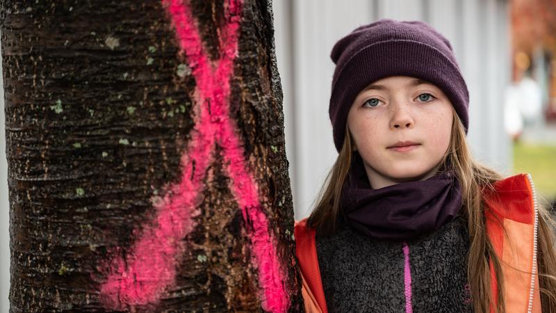Trädet i Sörliden: Skanska kapar barnets hopp och tro