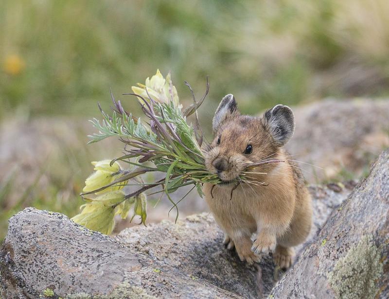 À la découverte du pika « chou », un animal étonnant menacé par le changement climatique